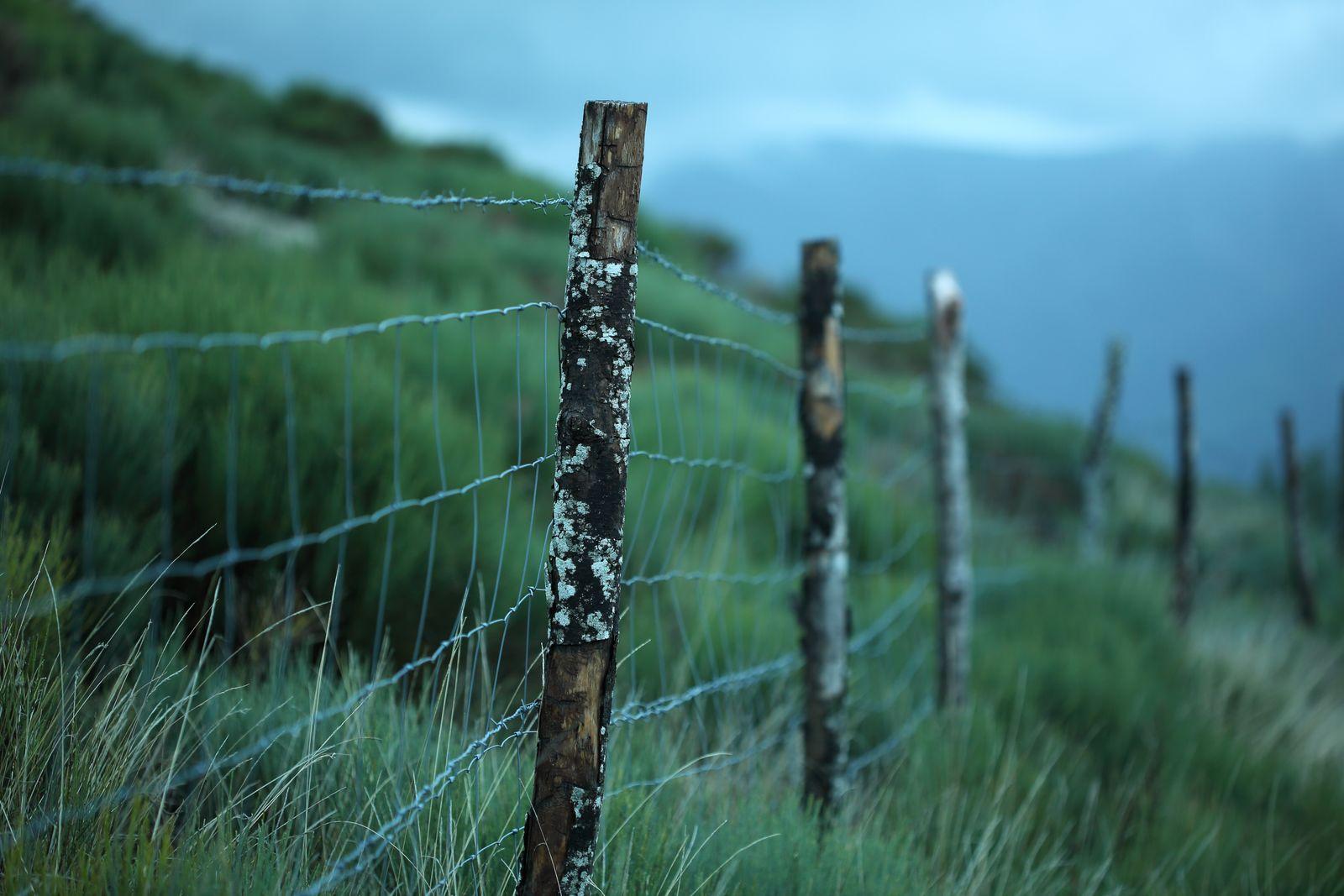 Galvanized Barbed Wire